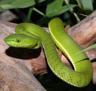 Trimeresurus (Popeia) nebularis, young female, Mount Brinchange, Cameron Highlands, Malaysia; photo. by Gernot Vogel