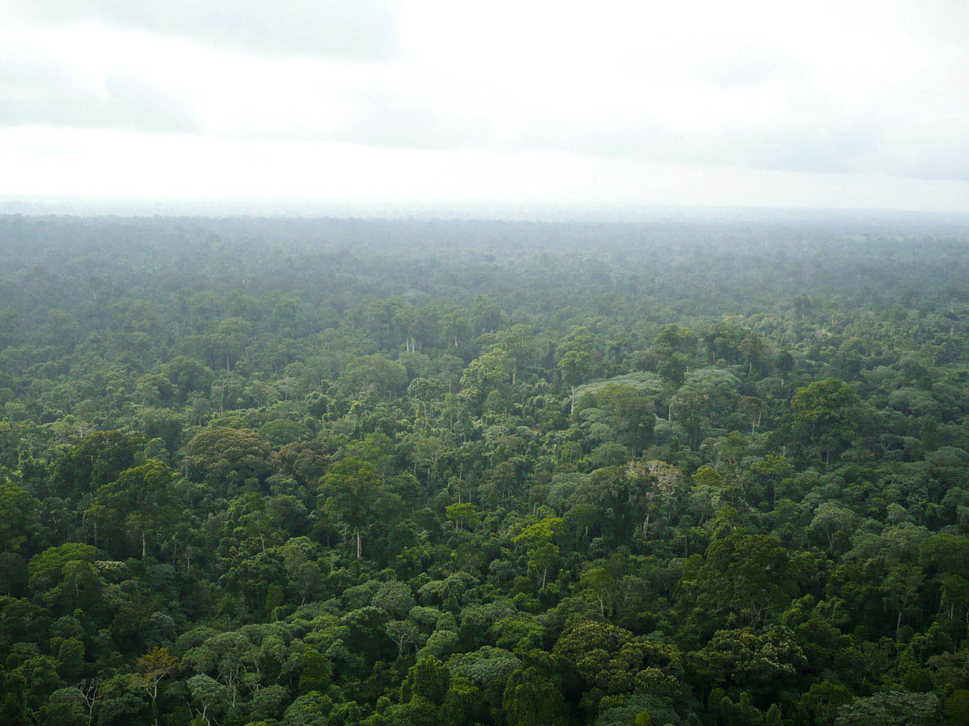 Primary Rain forest - Ogooue Maritime Province Southwestern Gabon