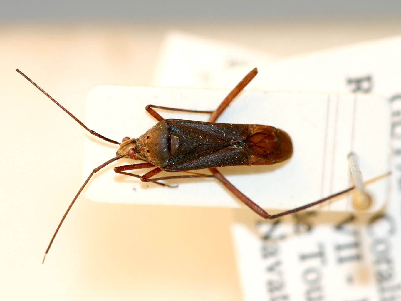 Taedia pauwelsi, paratype 1412, French Guyana, photo by  Frédéric Chérot