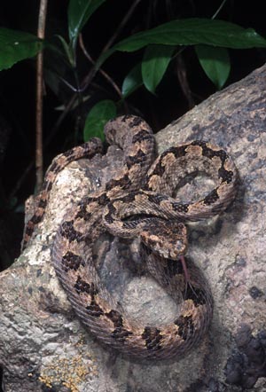 Triceratolepidophis sieversorum, Phong Nha Nature Reserve, Vietnam; photo. by Nikolai Orlov