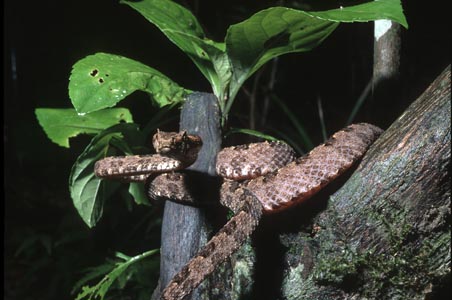 Triceratolepidophis sieversorum, Phong Nha Nature Reserve, Vietnam; photo. by Nikolai Orlov