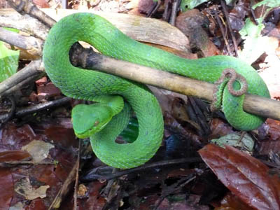 Trimeresurus fucatus, Punyaban Waterfall, Ranong province, Thailand; photo by O.S.G. Pauwels