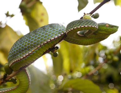 Trimeresurus vogeli, Bolovan Highlands, Laos, photo. by Gernot Vogel