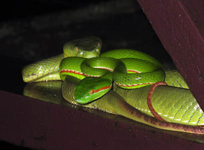 Viridovipera gumprechti, Phu Luang, northeastern Thailand; photo. by Piyawan Niyomwan