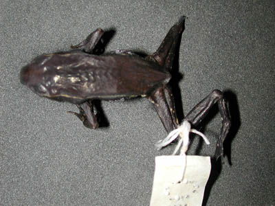 Werneria iboundji, preserved holotype, Mount Iboundji, Gabon; photo. by Mark-Oliver Rödel