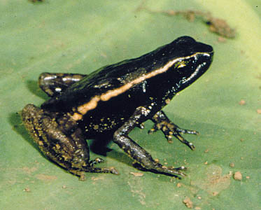 Werneria submontana, Bakossi Mountains, Cameroon; photo. by Andreas Schmitz