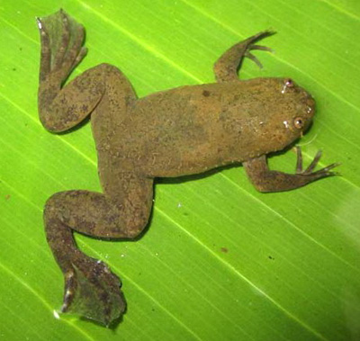 Xenopus allofraseri, Bioko Island, Equatorial Guinea