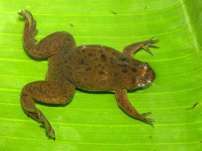 Xenopus eysoole, Bamenda, Cameroon