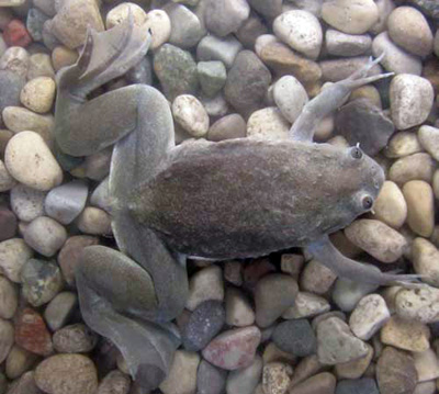 Xenopus fischbergi, Jos, Nigeria