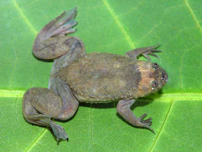 Xenopus kobeli, Balaoungao, Cameroon