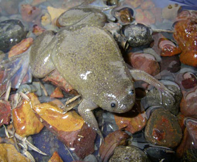 Xenopus mellotropicalis, Ogooue-Ivindo Province, Gabon