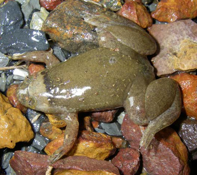 Xenopus parafraseri, Ogooue-Ivindo Province, Gabon