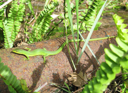 Takydromus hani, Bach Ma National Park, Vietnam; photo. by Yvonne & Thomas Klesius